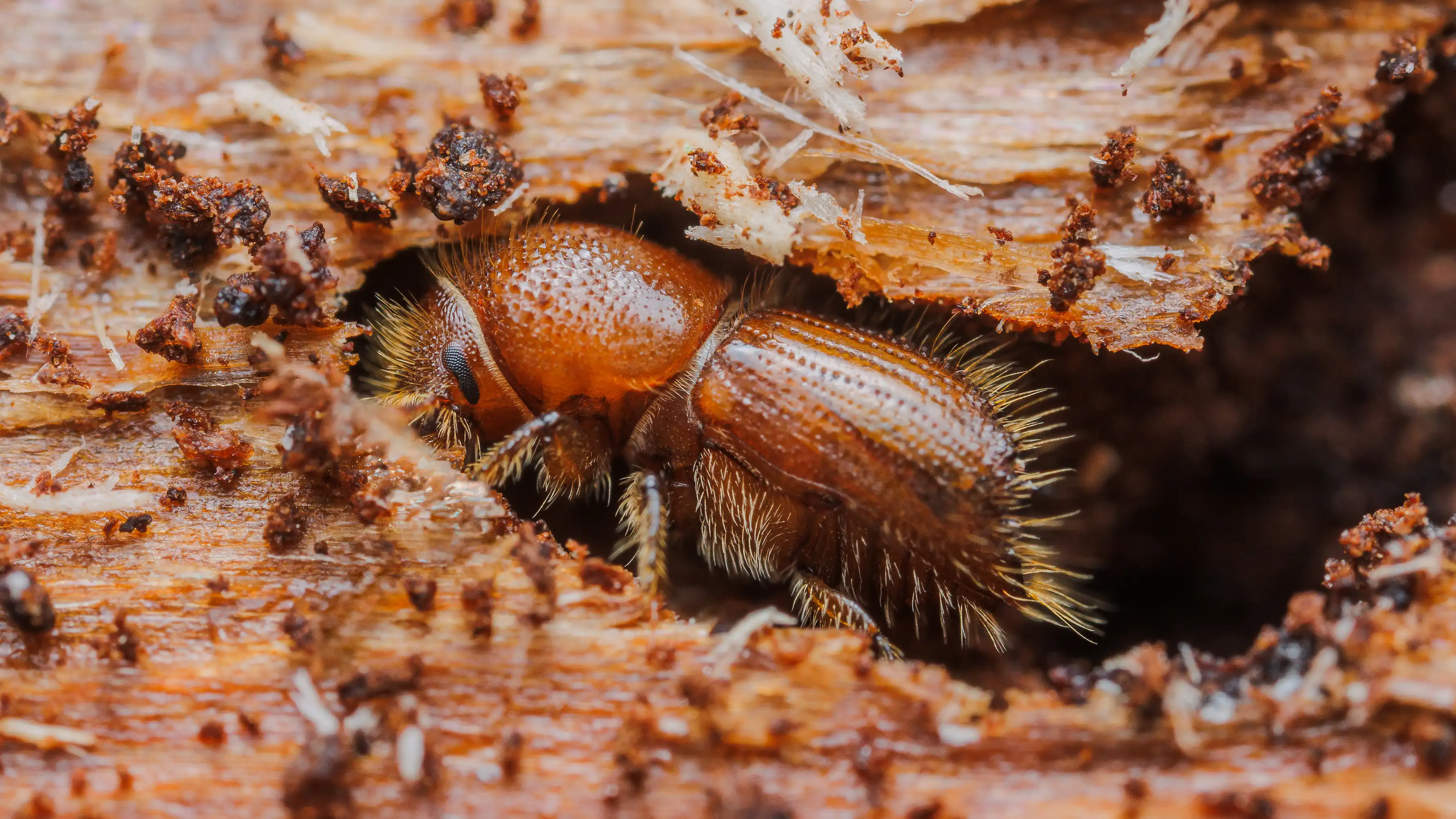 Houtworm