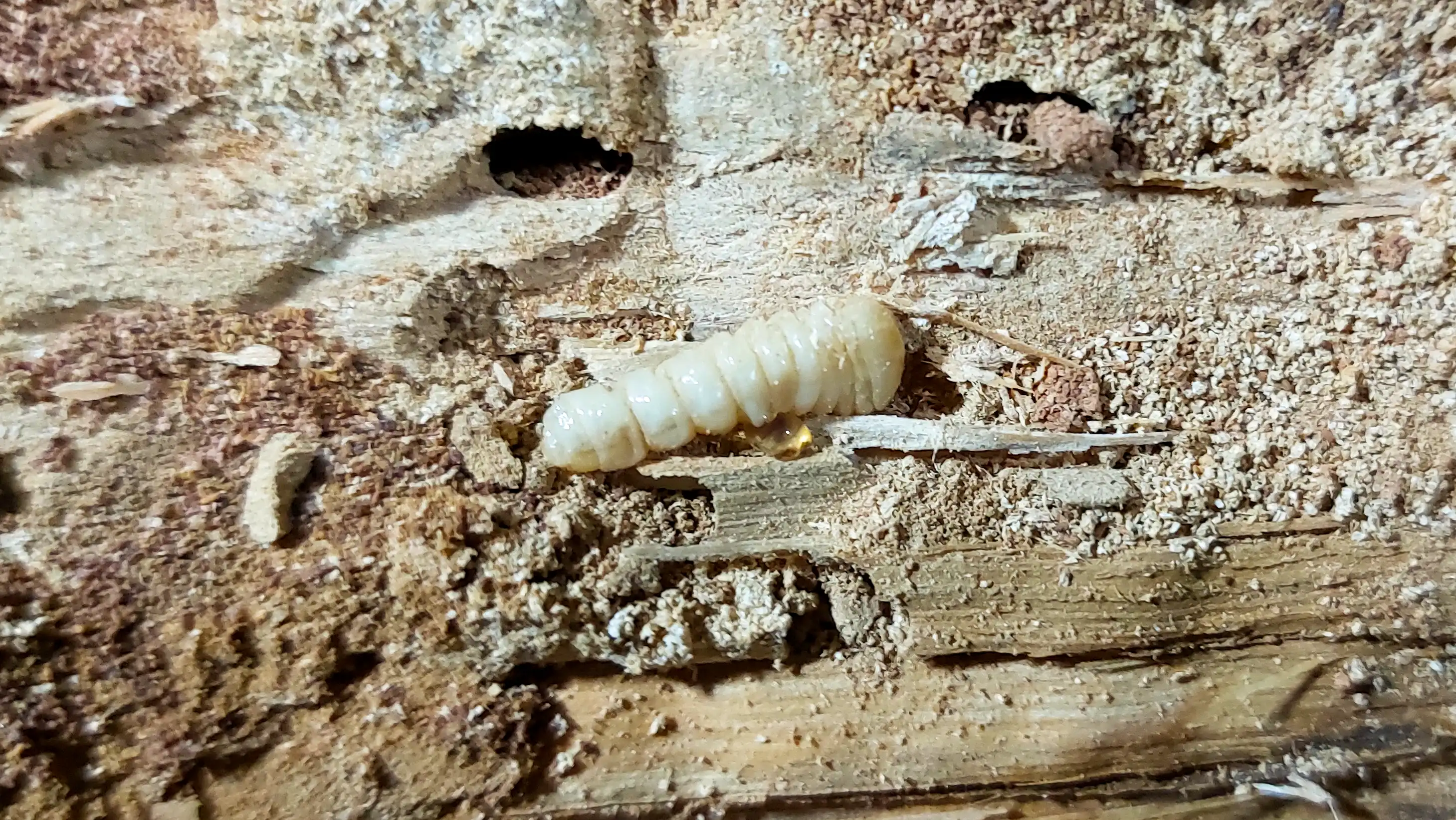 Kleine ronde uitvlieggaten van houtworm
