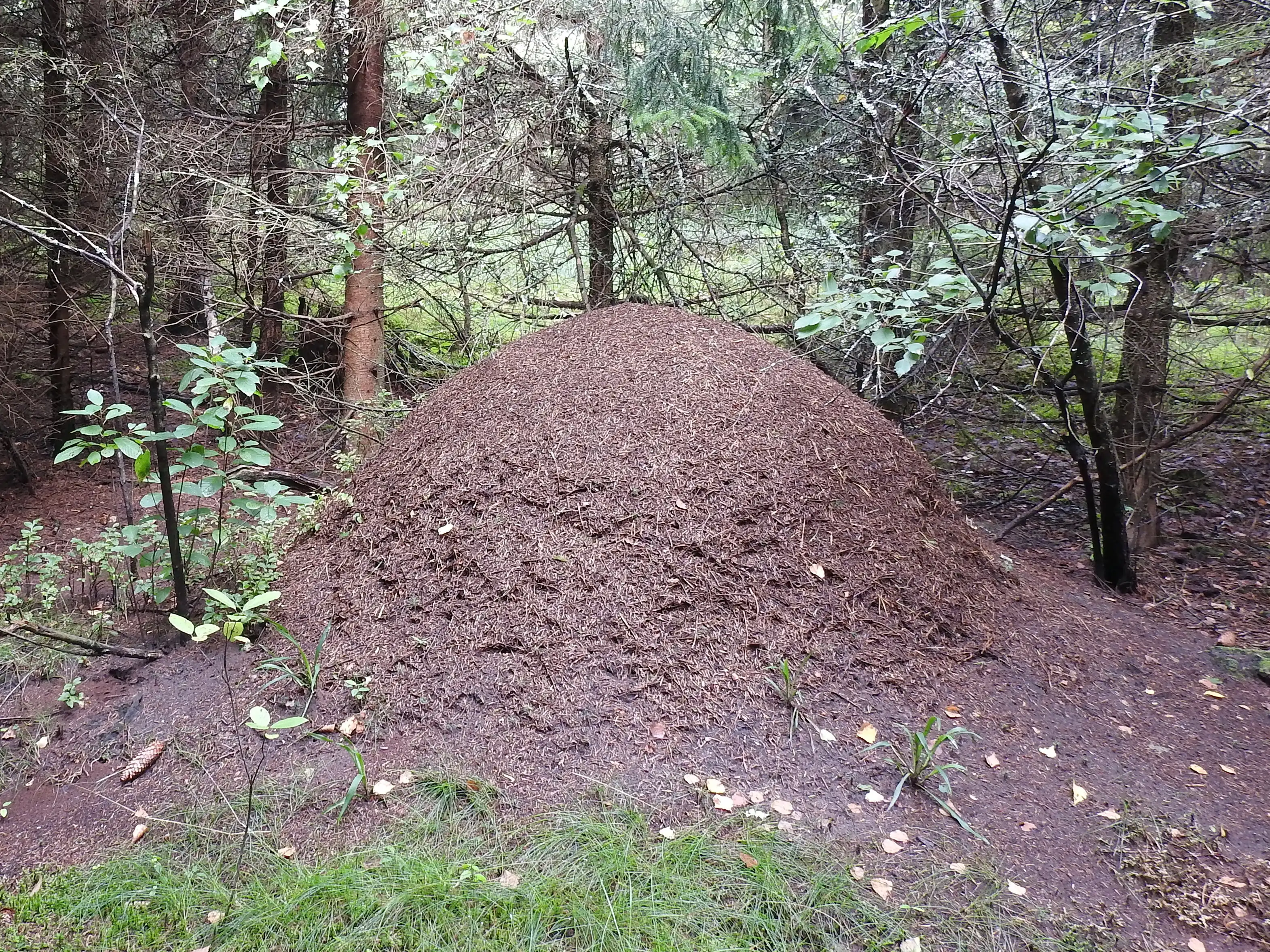 Kale bosmier en een koepelnest in het bos
