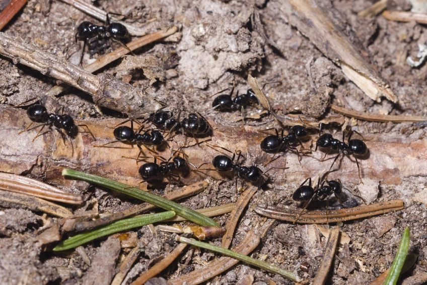 Tuinmieren bij een woning