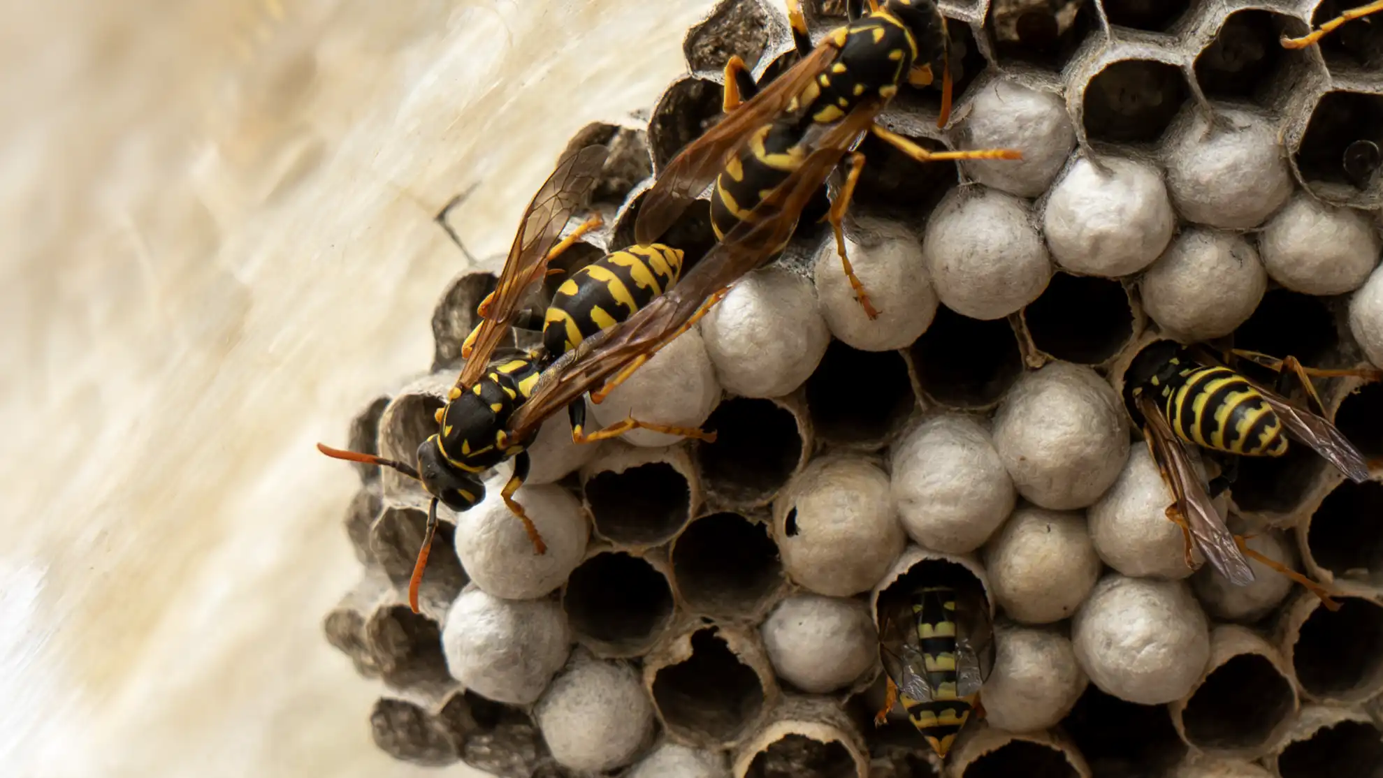 Franse veldwesp in nest